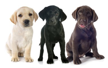 yavru labrador geri almak