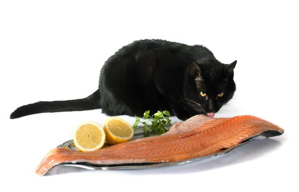 Cat and salmon — Stock Photo, Image