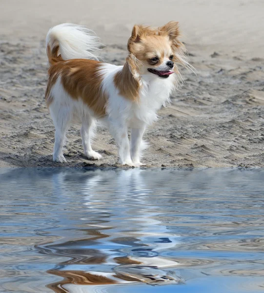 Chihuahua na plaży — Zdjęcie stockowe