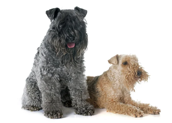 Kerry blue e lacustre terrier — Foto Stock