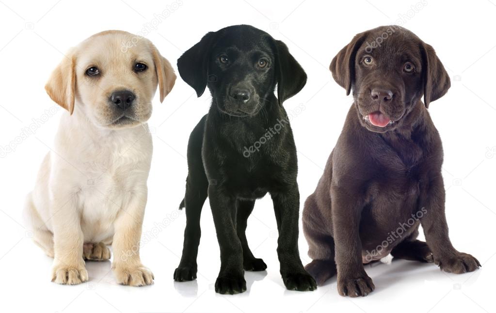 puppies labrador retriever