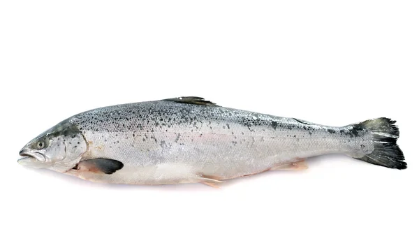 Pescado salmón —  Fotos de Stock