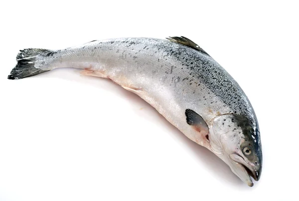 Poisson de saumon — Photo