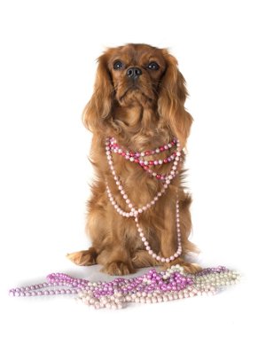 Cavalier King Charles