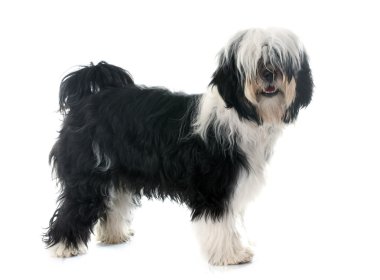 Tibet terrier