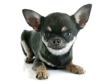 köpek chihuahua