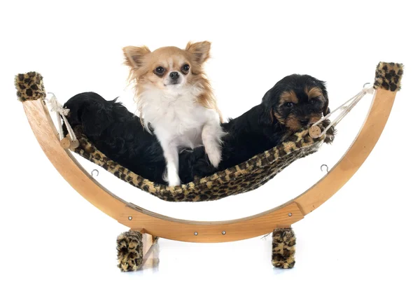 Chiots yorkshire terrier et chihuahua — Photo