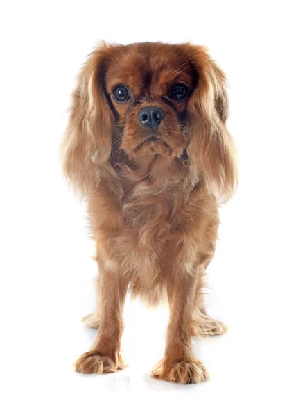 Cavalier King Charles — Φωτογραφία Αρχείου