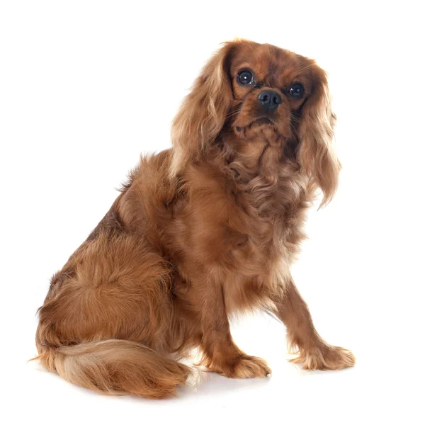 Cavalier King Charles — Φωτογραφία Αρχείου