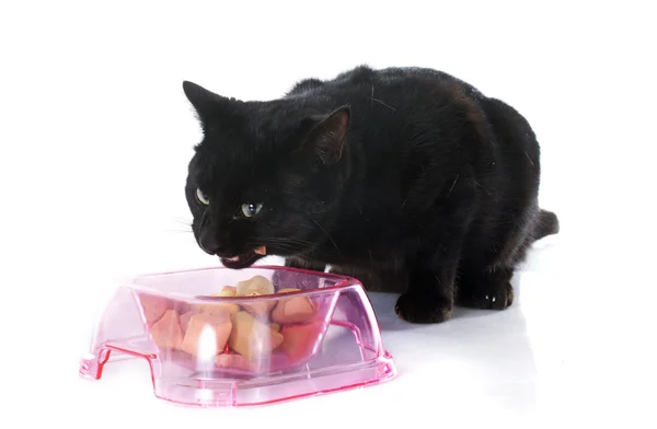 Eten zwarte kat — Stockfoto