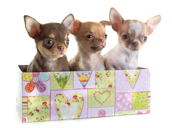 Puppies chihuahua — Stock Photo, Image