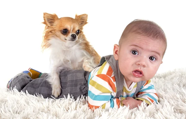 Baby och chihuahua — Stockfoto