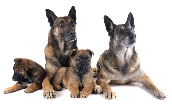 Familie malinois — Stockfoto