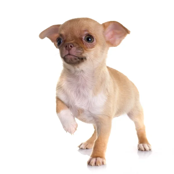 Puppy chihuahua Stock Image
