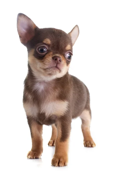 Puppy chihuahua Stock Picture