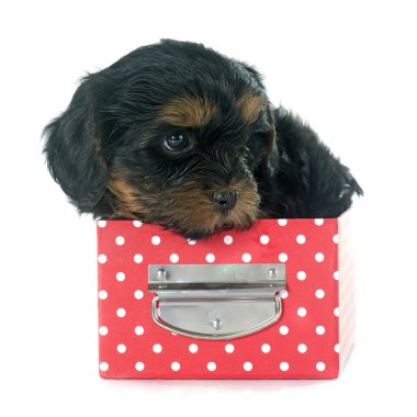 Yavru Yorkshire Teriyeri