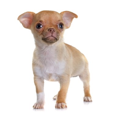 köpek chihuahua
