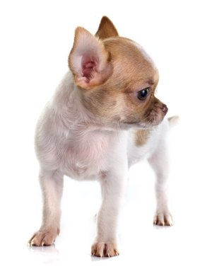 köpek chihuahua