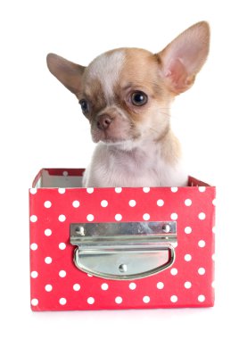 köpek chihuahua