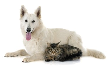 İsviçre çoban ve kedi
