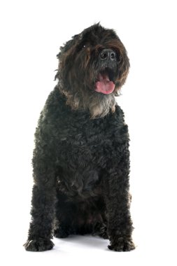 Bouvier des Flandres