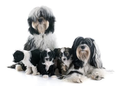Tibet terrier aile