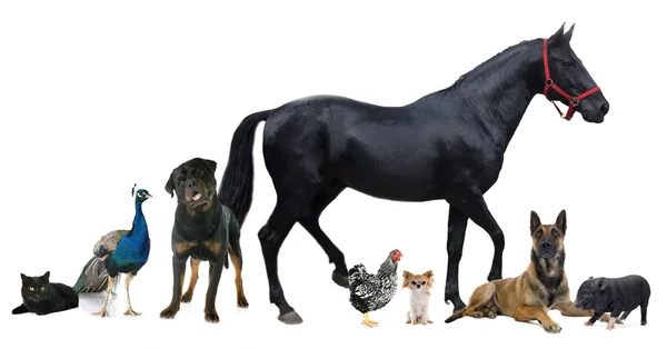 Grupo de animais — Fotografia de Stock