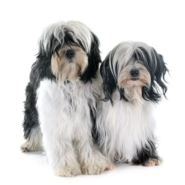 Tibetan terriers — Stock Photo, Image