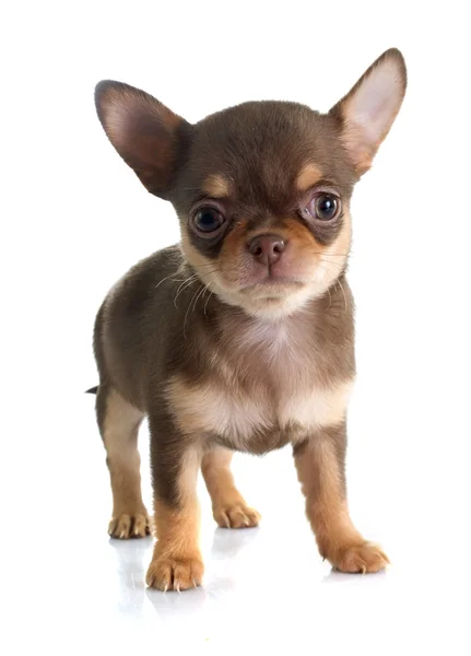 Szczeniak chihuahua — Zdjęcie stockowe