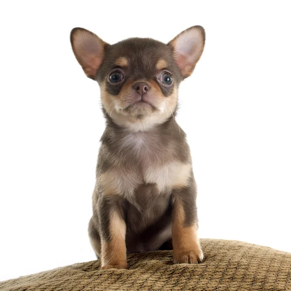 Cucciolo Chihuahua — Foto Stock