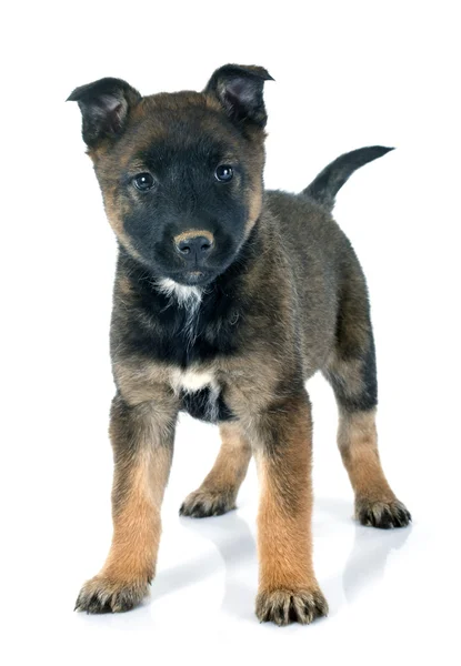 Malinois chiot — Photo