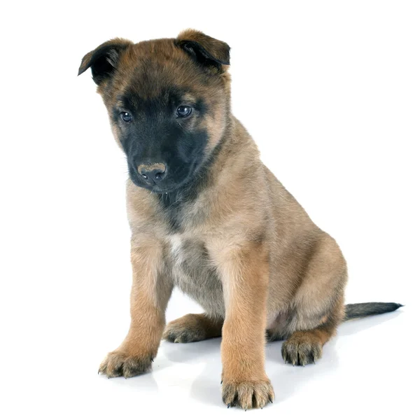 köpek yavrusu malinois