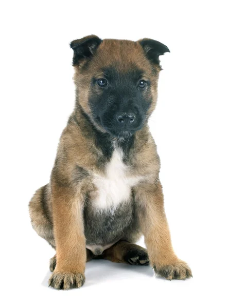 Puppy malinois — Zdjęcie stockowe