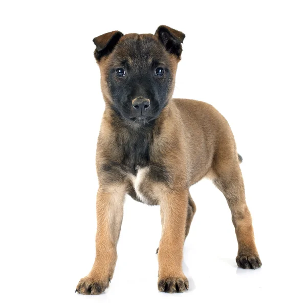 Cachorrinho malinois — Fotografia de Stock