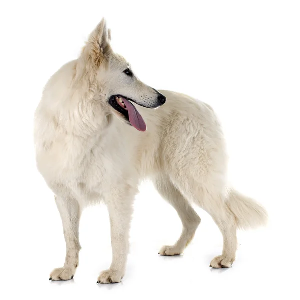 Swiss shepherd — Stock Photo, Image