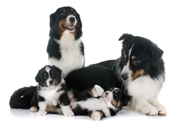 Australian shepherd family — Stock Photo, Image