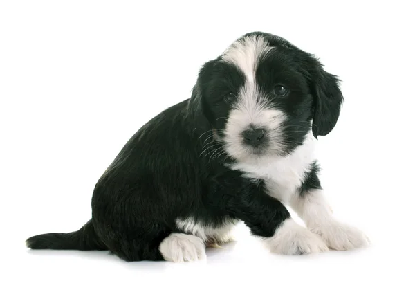 Puppy tibetan terrier — Stock Photo, Image