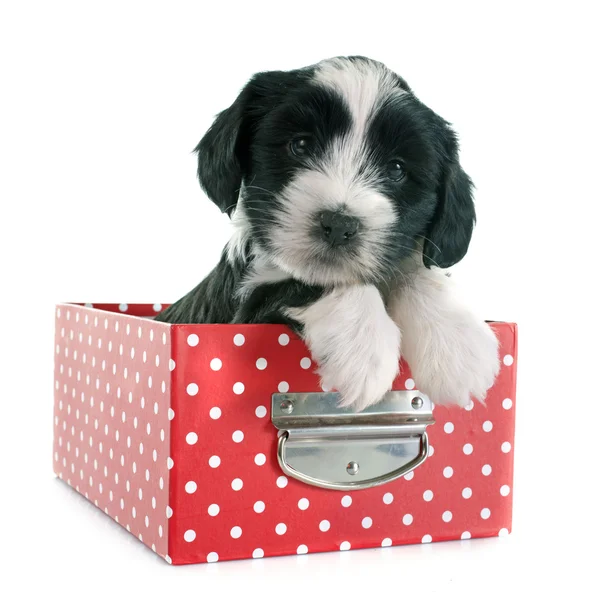 Puppy tibetan terrier — Stock Photo, Image