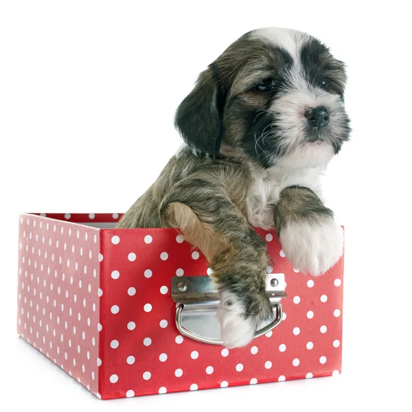 köpek yavrusu Tibet terrier