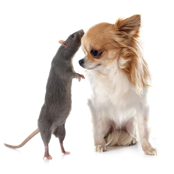 Серая крыса и чихуахуа — стоковое фото