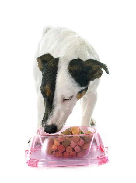 Mangiare jack russel terrier — Foto Stock