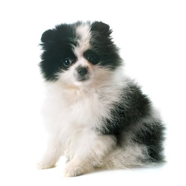köpek yavrusu pomeranian spitz