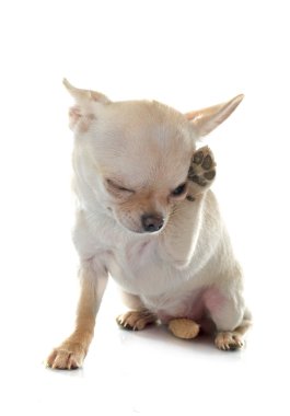 Chihuahua