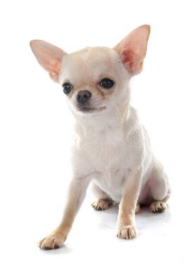 Chihuahua
