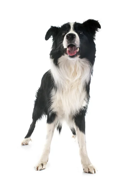 Collie fronterizo — Foto de Stock