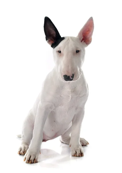 Welpe Bullterrier — Stockfoto