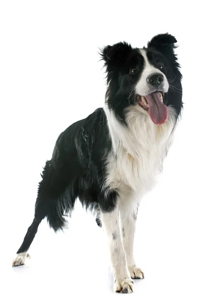 Border Collie — Stockfoto