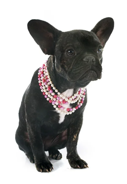 French bulldog — Stock Photo, Image