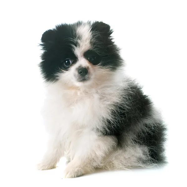 Puppy pomeranian spitz — Stock Photo, Image