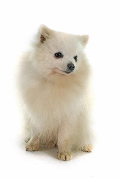 Spitz de Pomerania — Foto de Stock